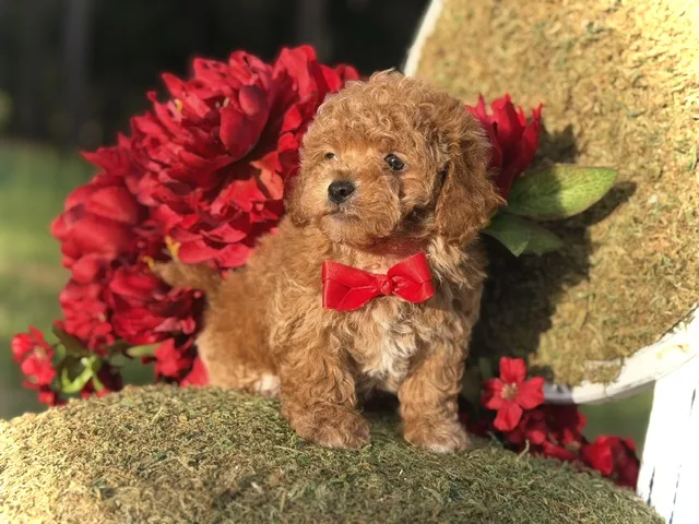Theodore