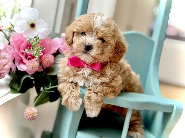 Charlie