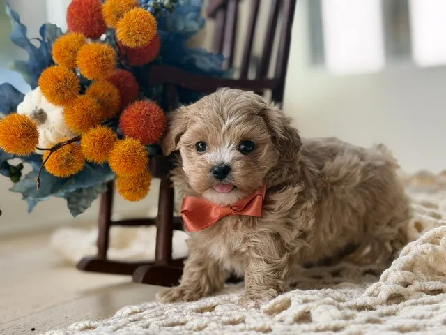 Remington