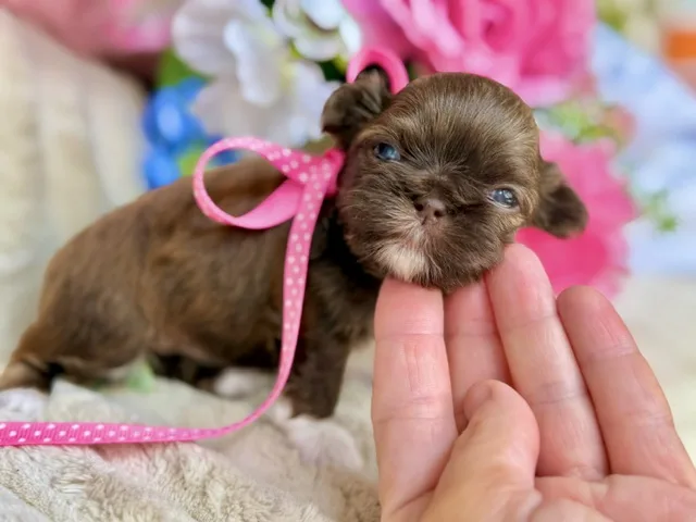 Bitsy