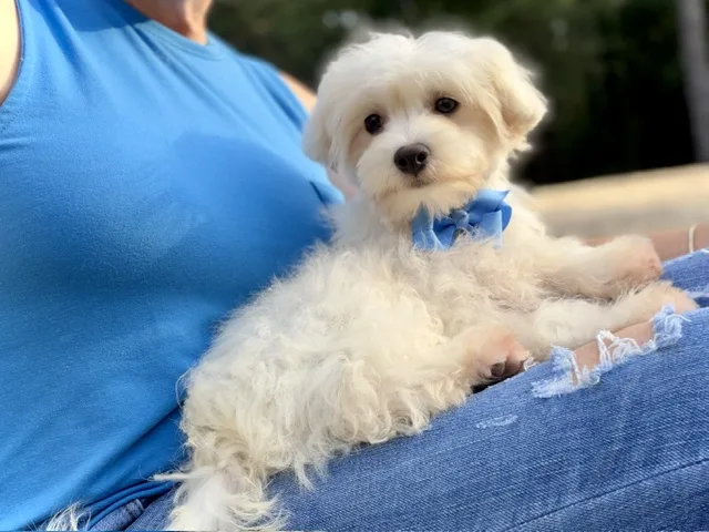 Tucker