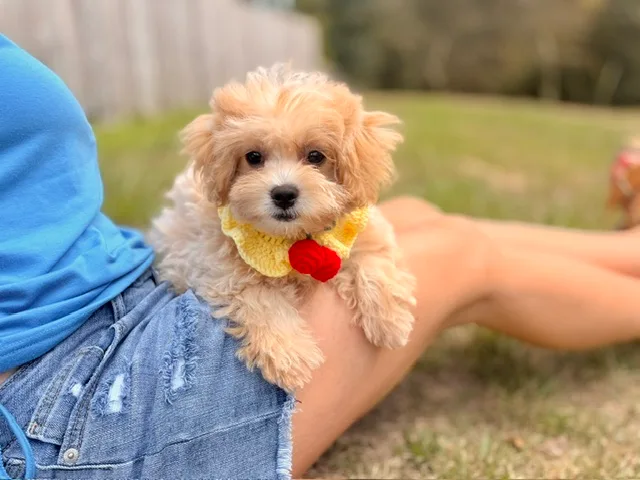 Chloe