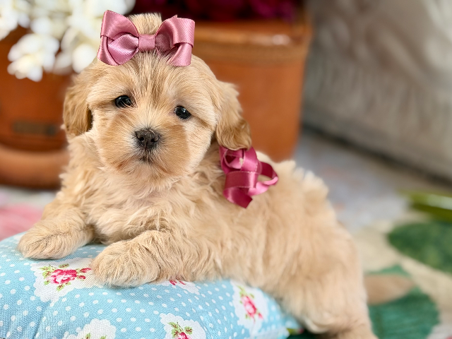 Dolly