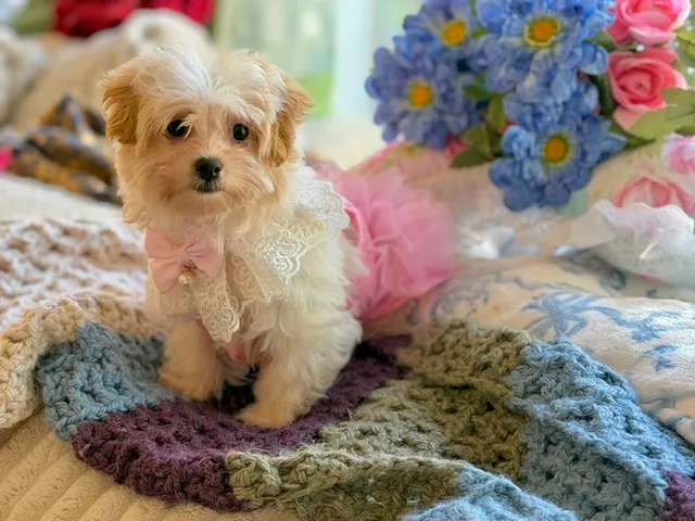 Honey Belle