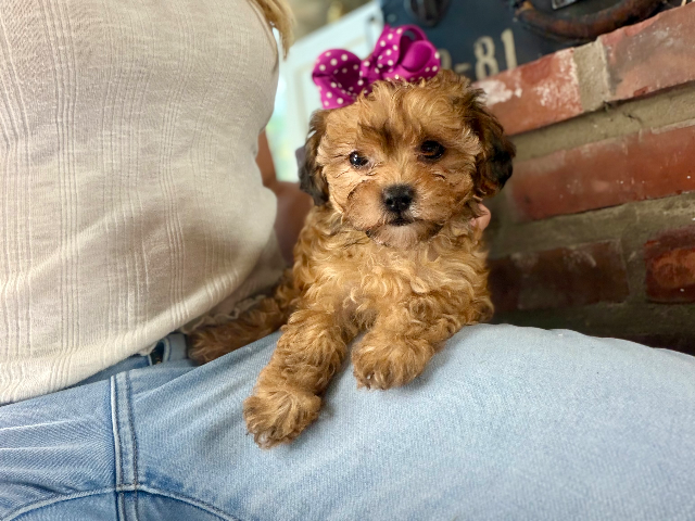 Little Miss Ms. Muffet