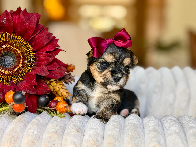 Maple Mae