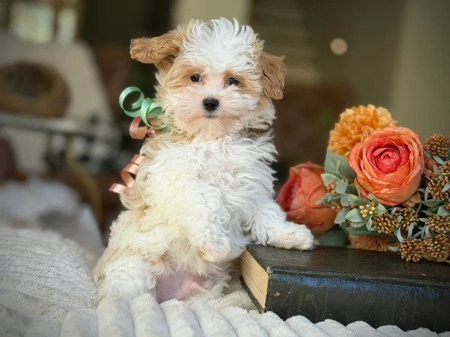 Milo