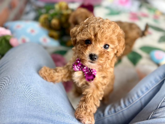 Miss Tilly