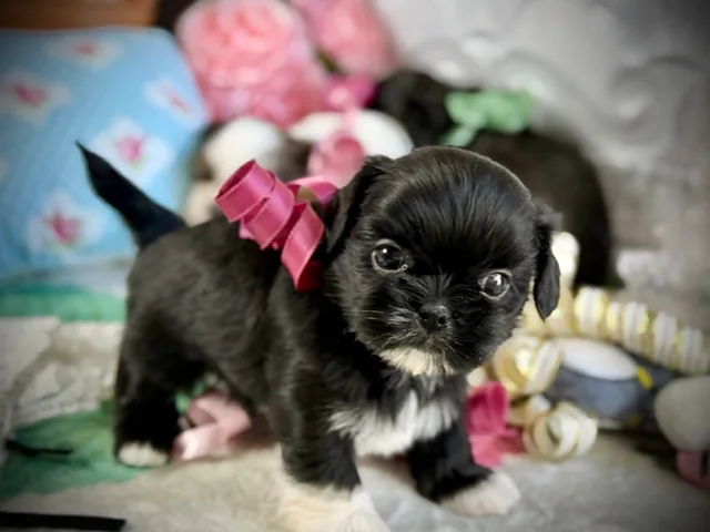 Molly Anne
