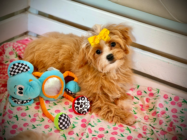 Ms. Maple
