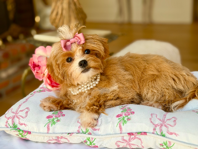 Ms. Maple
