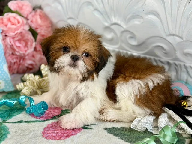 Oliver